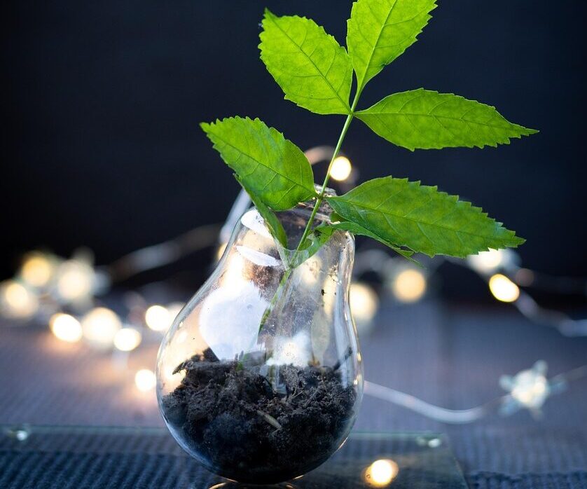 plant, nature, lightbulb, recycled, broken lightbulb, lights, design, innovation, leaves, recycle, recycling